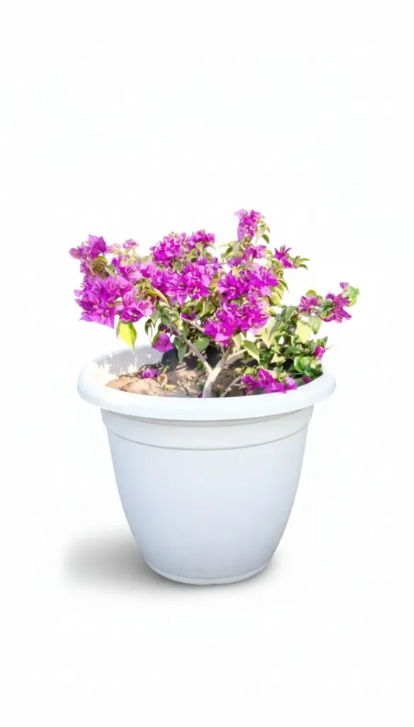 جهنميه جلبره